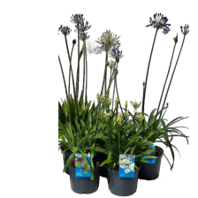 Agapanthus